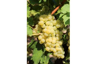 vino